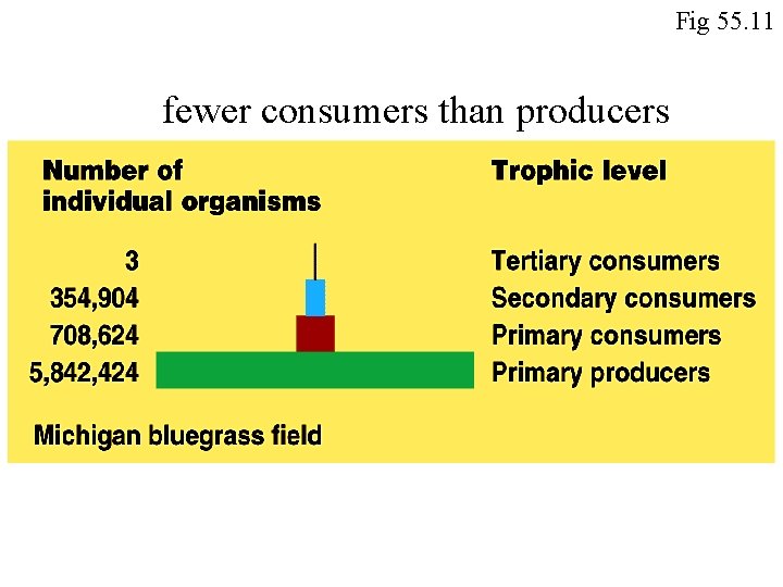 Fig 55. 11 fewer consumers than producers 