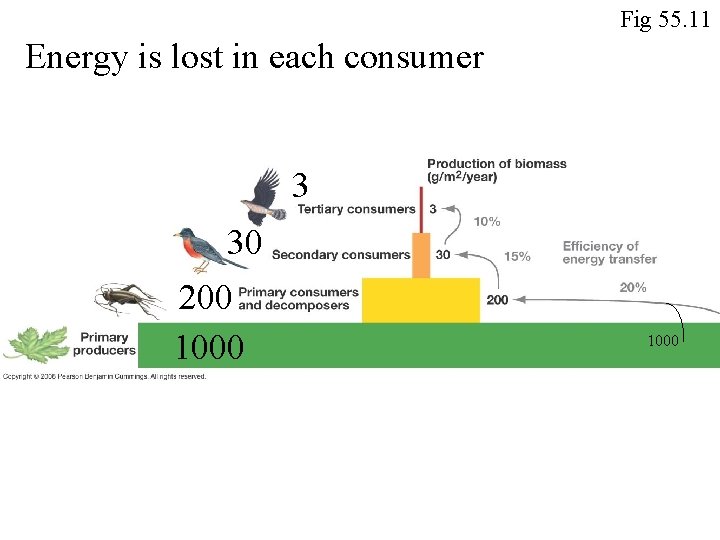 Fig 55. 11 Energy is lost in each consumer 3 30 200 1000 
