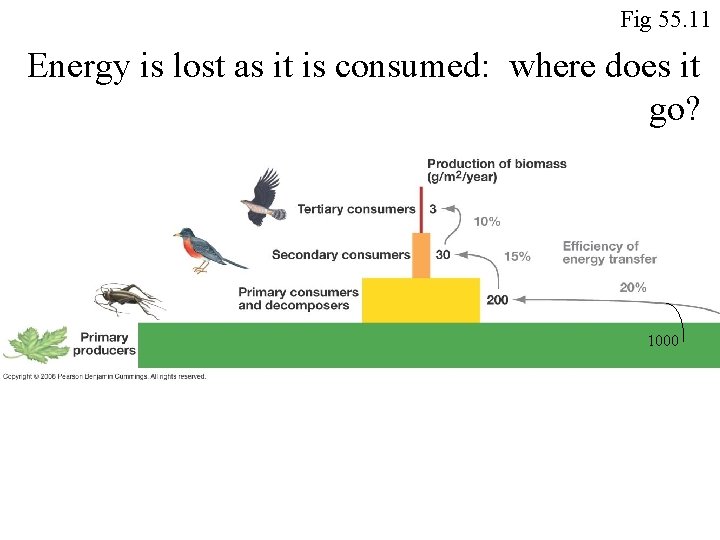 Fig 55. 11 Energy is lost as it is consumed: where does it go?