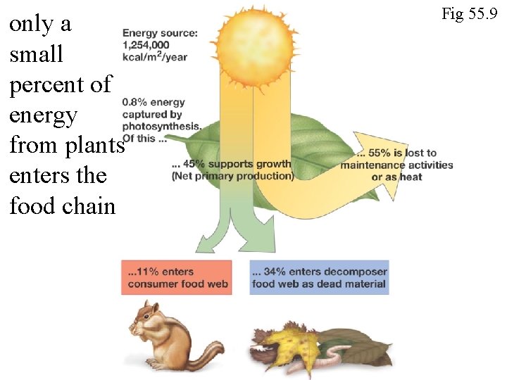 only a small percent of energy from plants enters the food chain Fig 55.