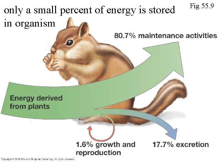 only a small percent of energy is stored in organism Fig 55. 9 