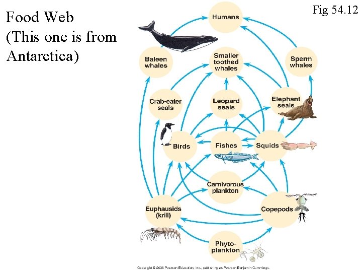 Food Web (This one is from Antarctica) Fig 54. 12 