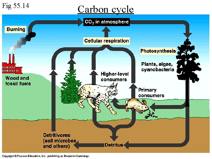 Fig 55. 14 Carbon cycle 