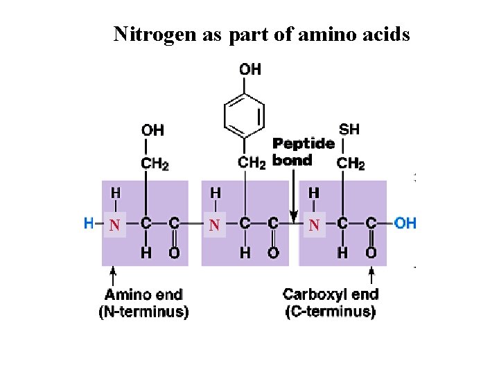 Nitrogen as part of amino acids N N N 