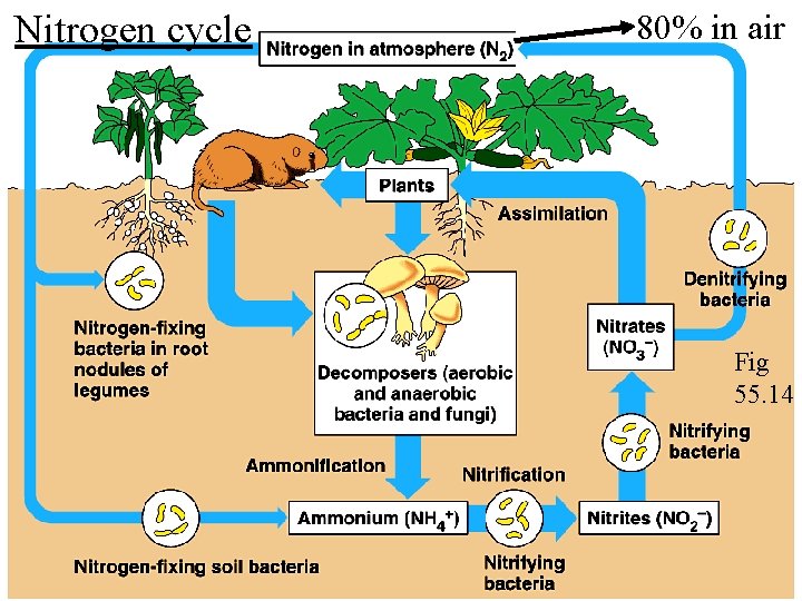 Nitrogen cycle 80% in air Fig 55. 14 