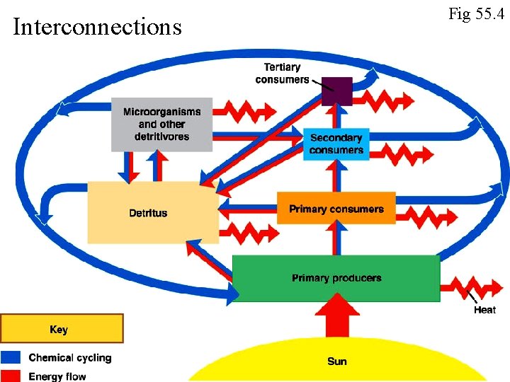 Interconnections Fig 55. 4 