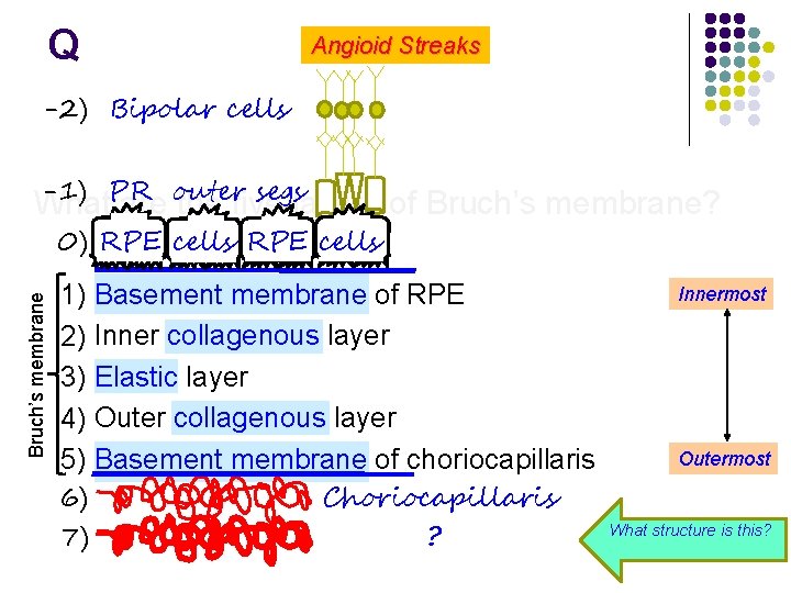 Q Angioid Streaks -2) Bipolar cells -1) PR outer segs What are the five