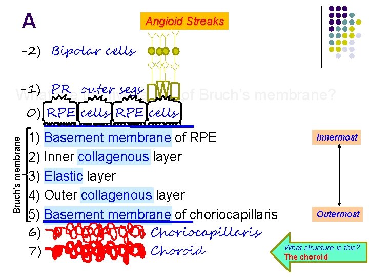 A Angioid Streaks -2) Bipolar cells -1) PR outer segs What are the five