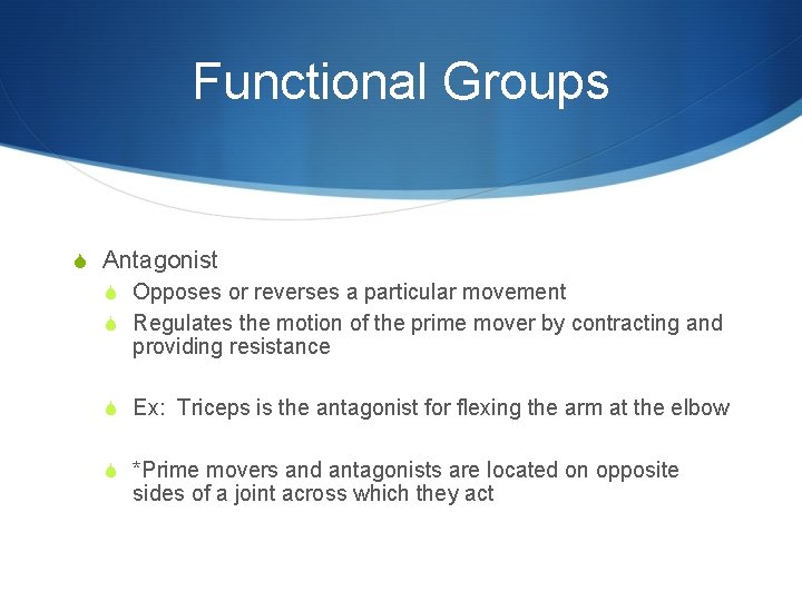 Functional Groups S Antagonist S Opposes or reverses a particular movement S Regulates the