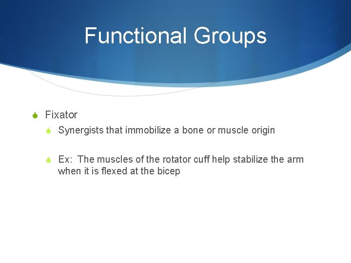 Functional Groups S Fixator S Synergists that immobilize a bone or muscle origin S