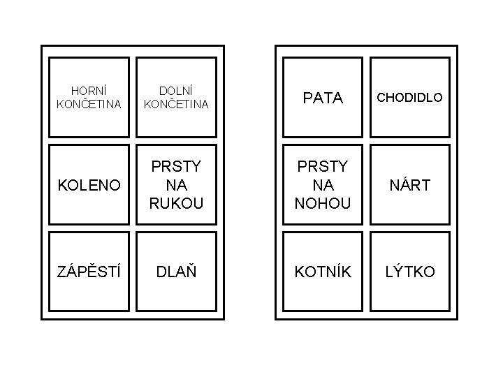 HORNÍ KONČETINA DOLNÍ KONČETINA PATA CHODIDLO KOLENO PRSTY NA RUKOU PRSTY NA NOHOU NÁRT