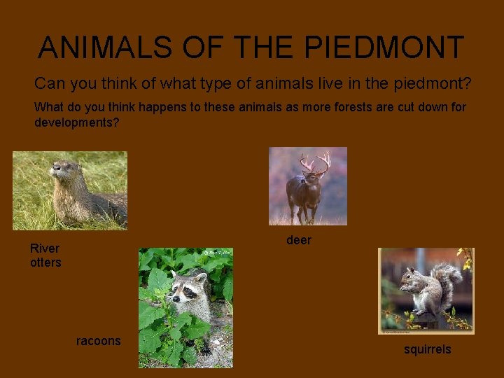 ANIMALS OF THE PIEDMONT Can you think of what type of animals live in