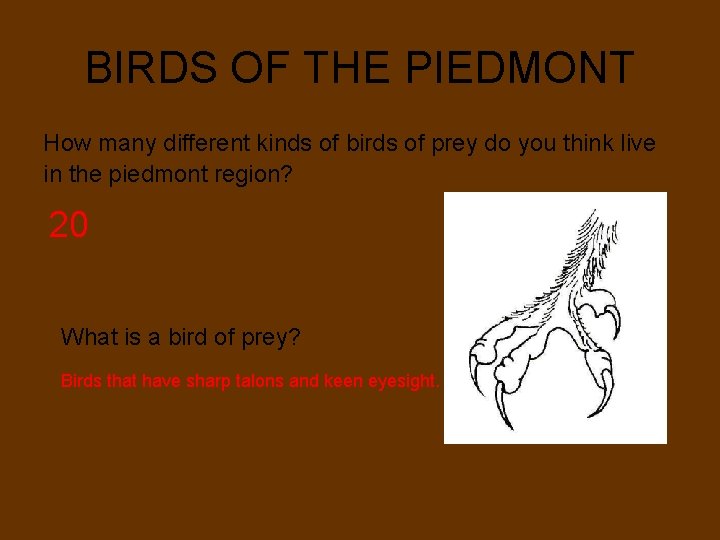 BIRDS OF THE PIEDMONT How many different kinds of birds of prey do you