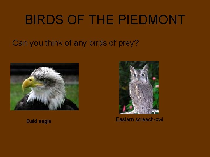 BIRDS OF THE PIEDMONT Can you think of any birds of prey? Bald eagle