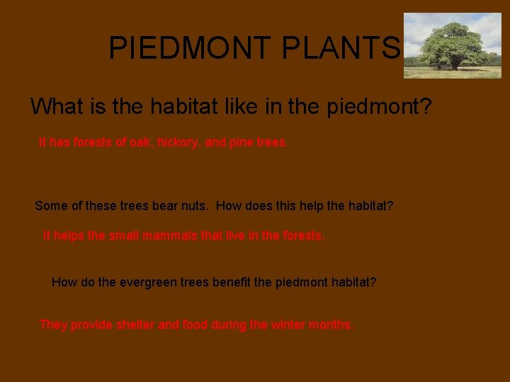 PIEDMONT PLANTS What is the habitat like in the piedmont? It has forests of