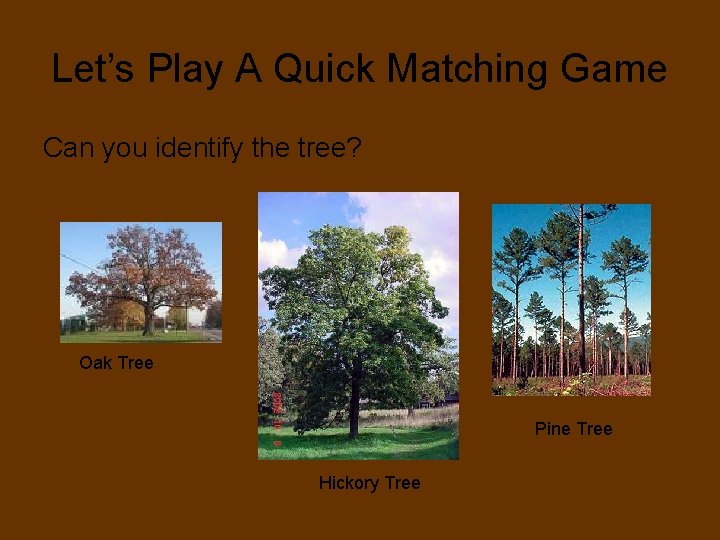 Let’s Play A Quick Matching Game Can you identify the tree? Oak Tree Pine