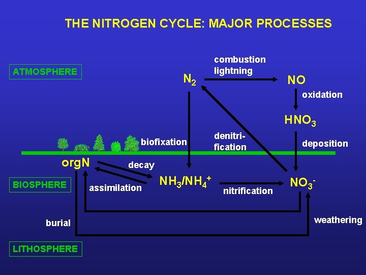 THE NITROGEN CYCLE: MAJOR PROCESSES ATMOSPHERE N 2 combustion lightning NO oxidation HNO 3