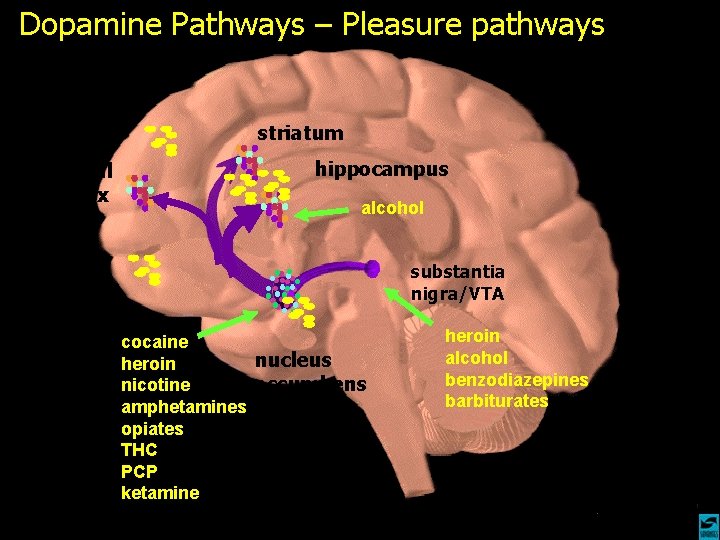 Dopamine Pathways – Pleasure pathways striatum frontal cortex hippocampus alcohol substantia nigra/VTA cocaine nucleus