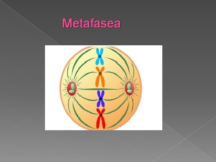 Metafasea 