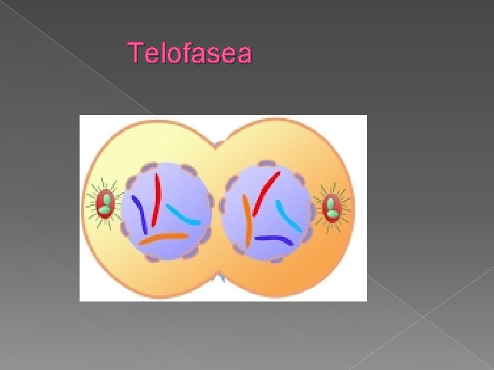 Telofasea 