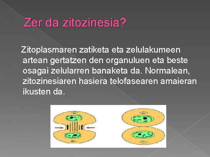 Zer da zitozinesia? Zitoplasmaren zatiketa zelulakumeen artean gertatzen den organuluen eta beste osagai zelularren