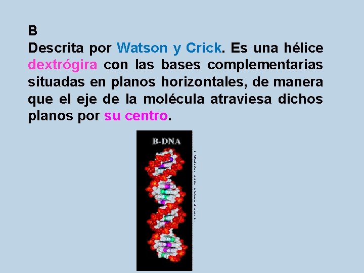 B Descrita por Watson y Crick. Es una hélice dextrógira con las bases complementarias