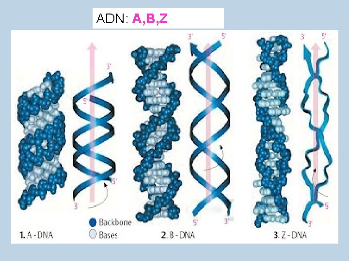 ADN: A, B, Z 