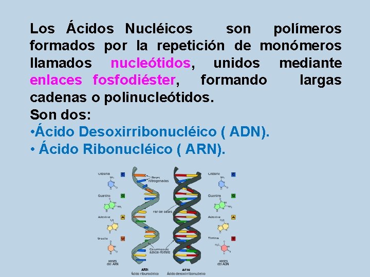 Los Ácidos Nucléicos son polímeros formados por la repetición de monómeros llamados nucleótidos, unidos
