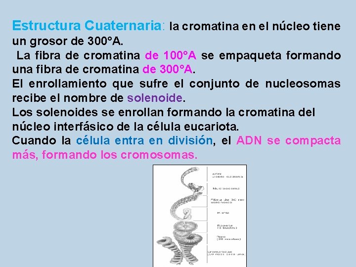 Estructura Cuaternaria: la cromatina en el núcleo tiene un grosor de 300°A. La fibra