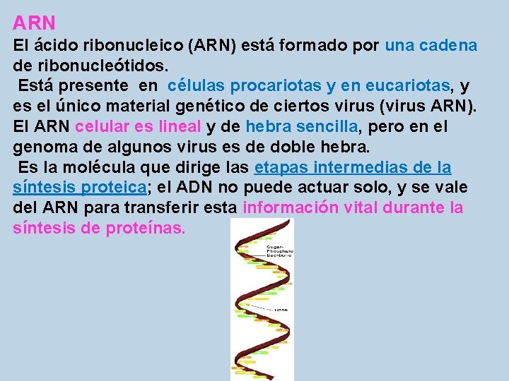 ARN El ácido ribonucleico (ARN) está formado por una cadena de ribonucleótidos. Está presente