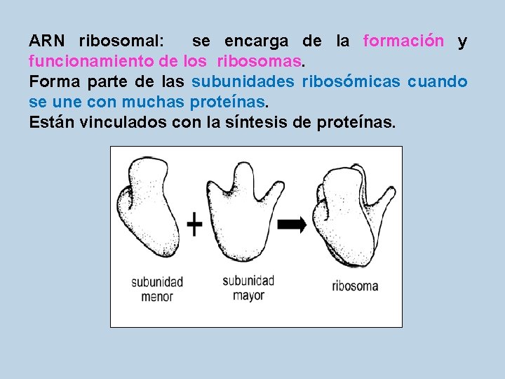 ARN ribosomal: se encarga de la formación y funcionamiento de los ribosomas. Forma parte