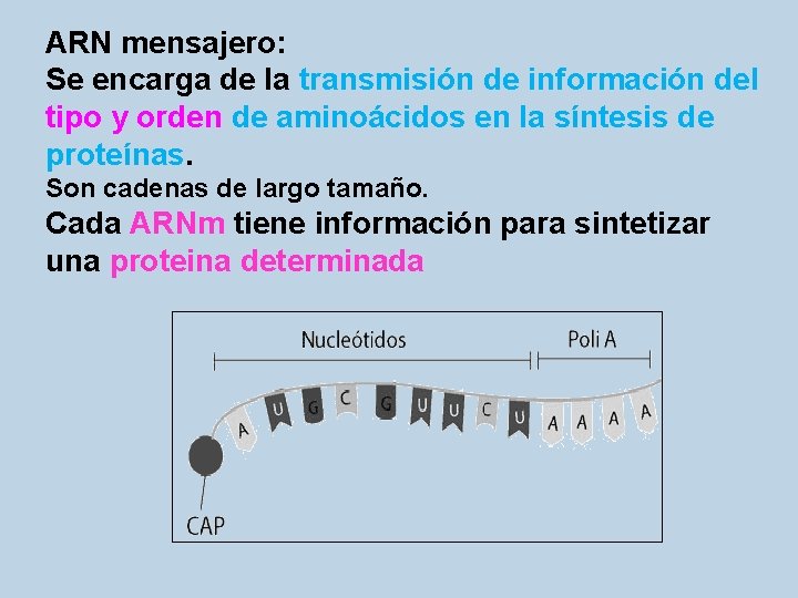 ARN mensajero: Se encarga de la transmisión de información del tipo y orden de
