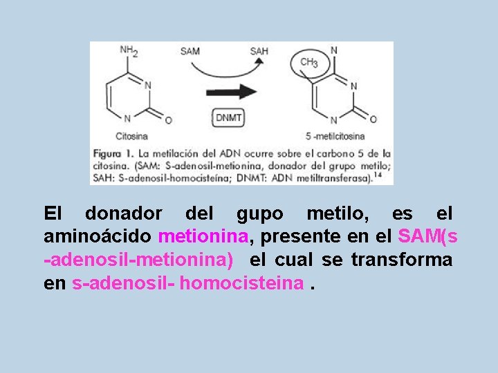 El donador del gupo metilo, es el aminoácido metionina, presente en el SAM(s -adenosil-metionina)