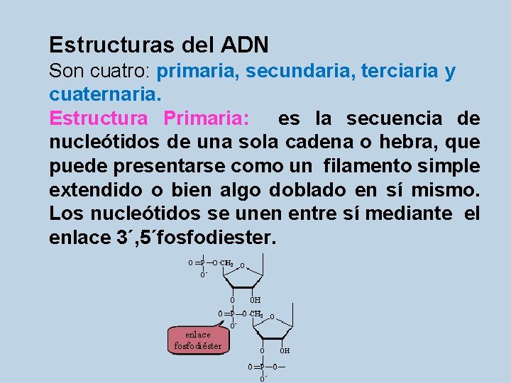 Estructuras del ADN Son cuatro: primaria, secundaria, terciaria y cuaternaria. Estructura Primaria: es la