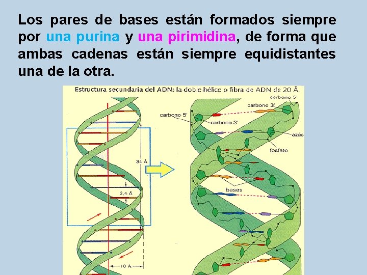 Los pares de bases están formados siempre por una purina y una pirimidina, de