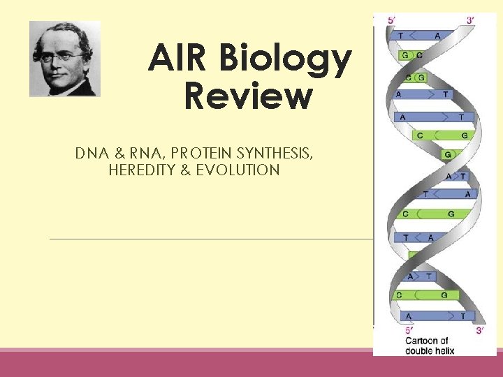 AIR Biology Review DNA & RNA, PROTEIN SYNTHESIS, HEREDITY & EVOLUTION 