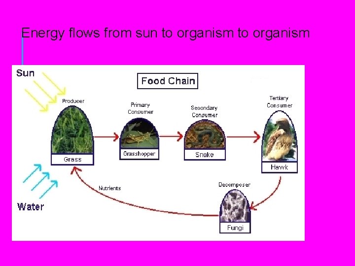 Energy flows from sun to organism Energy flows from sun to organism