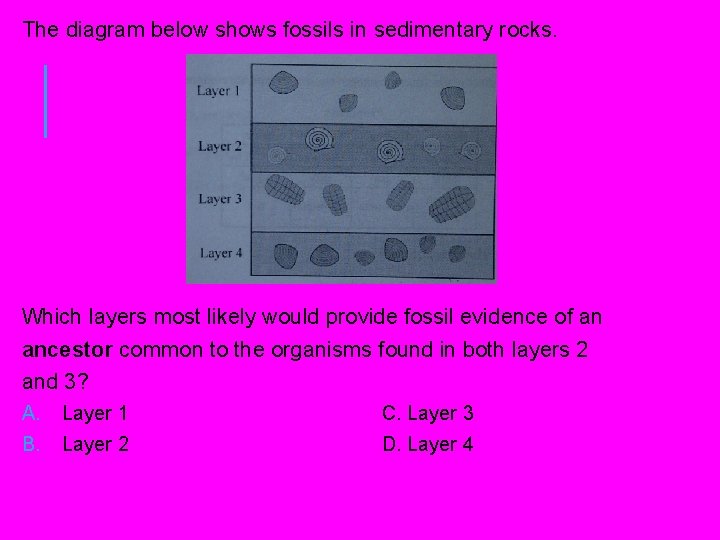 The diagram below shows fossils in sedimentary rocks. Which layers most likely would provide The diagram below shows fossils in sedimentary rocks. Which layers most likely would provide