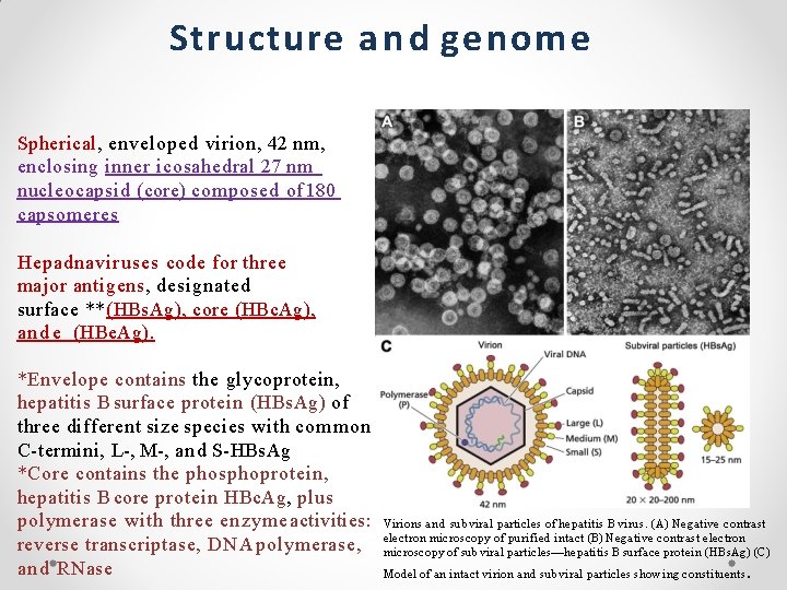 Structure a n d genome Spherical, enveloped virion, 42 nm, enclosing inner icosahedral 27