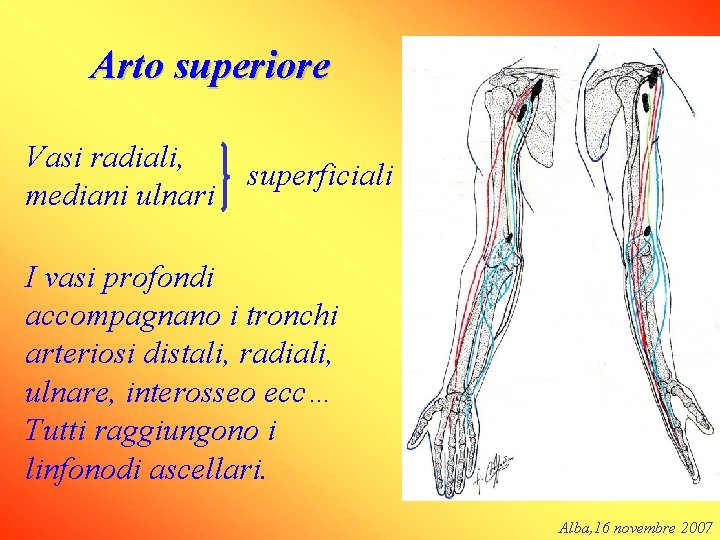 Arto superiore Vasi radiali, mediani ulnari superficiali I vasi profondi accompagnano i tronchi arteriosi