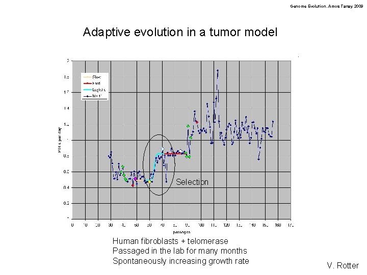 Genome Evolution. Amos Tanay 2009 Adaptive evolution in a tumor model Selection Human fibroblasts