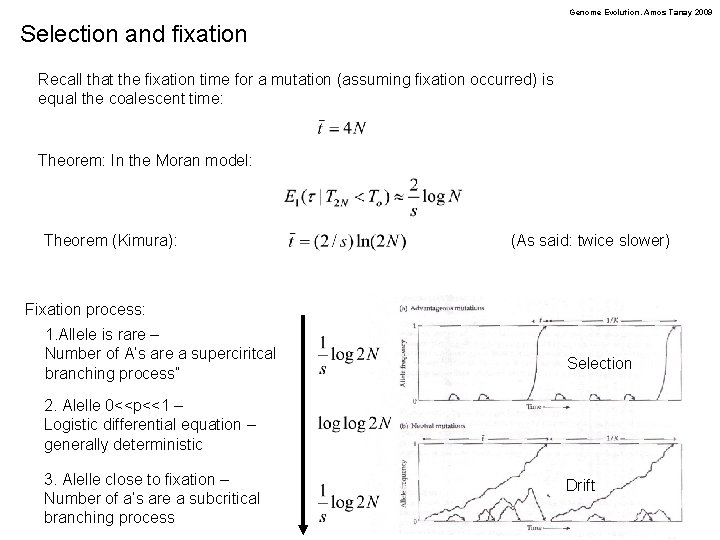 Genome Evolution. Amos Tanay 2009 Selection and fixation Recall that the fixation time for