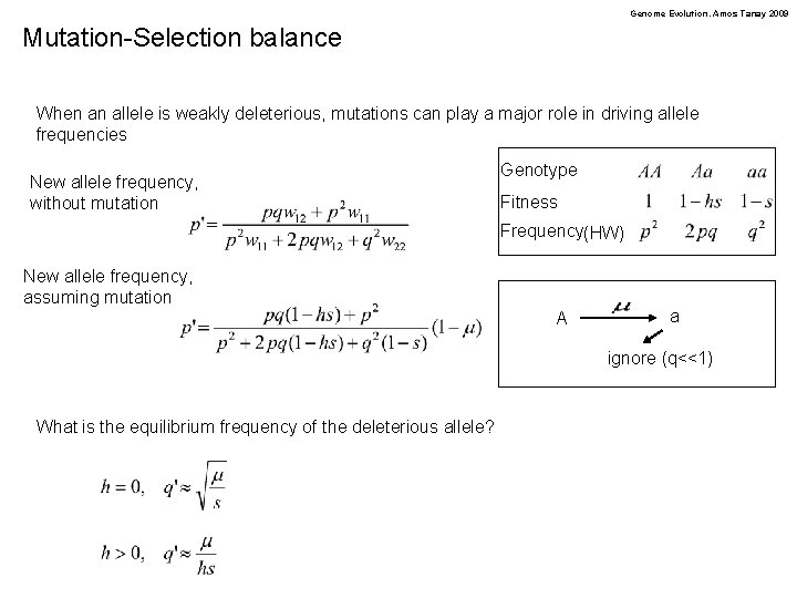 Genome Evolution. Amos Tanay 2009 Mutation-Selection balance When an allele is weakly deleterious, mutations