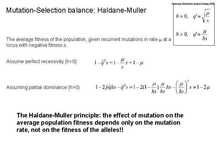 Genome Evolution. Amos Tanay 2009 Mutation-Selection balance: Haldane-Muller The average fitness of the population,