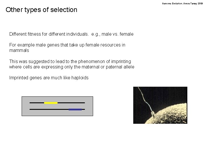 Genome Evolution. Amos Tanay 2009 Other types of selection Different fitness for different individuals.