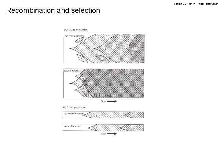 Genome Evolution. Amos Tanay 2009 Recombination and selection 