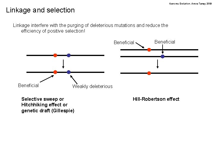 Genome Evolution. Amos Tanay 2009 Linkage and selection Linkage interfere with the purging of