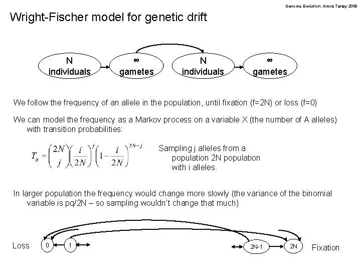 Genome Evolution. Amos Tanay 2009 Wright-Fischer model for genetic drift N individuals ∞ gametes
