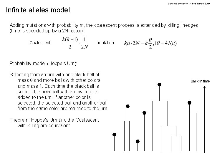 Genome Evolution. Amos Tanay 2009 Infinite alleles model Adding mutations with probability m, the