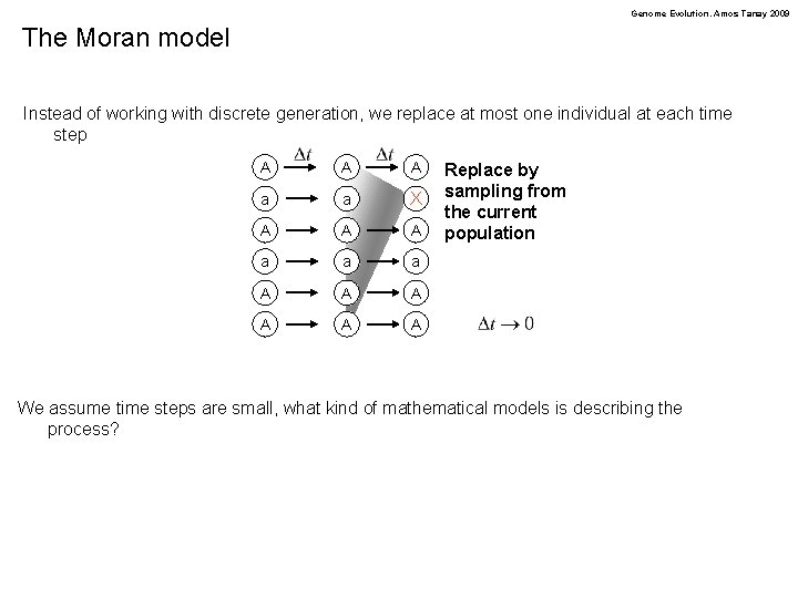 Genome Evolution. Amos Tanay 2009 The Moran model Instead of working with discrete generation,